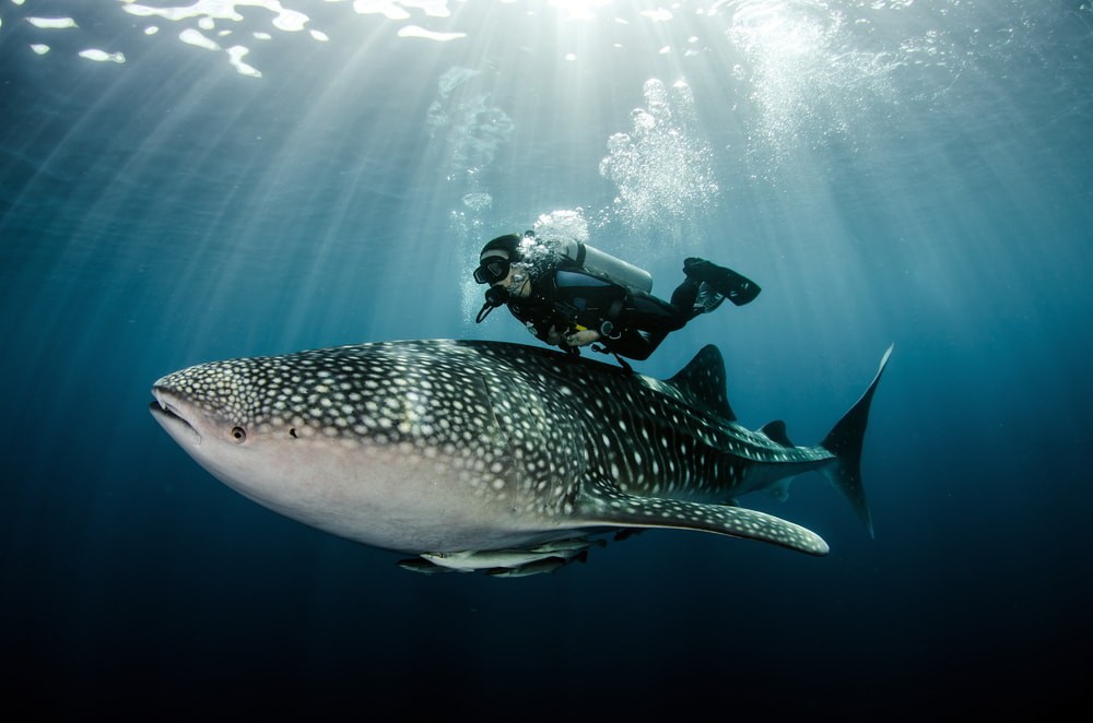 Buceo en Australia