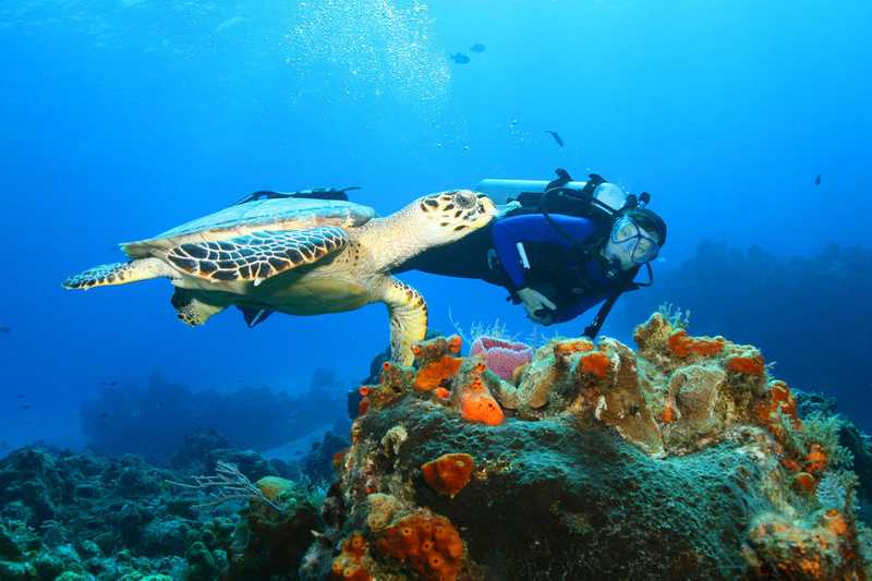 Buceo en Cozumel